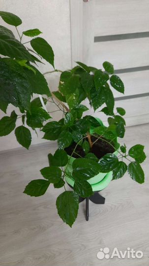 Гибискус китайская роза