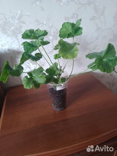 Пеларгонии сортовые