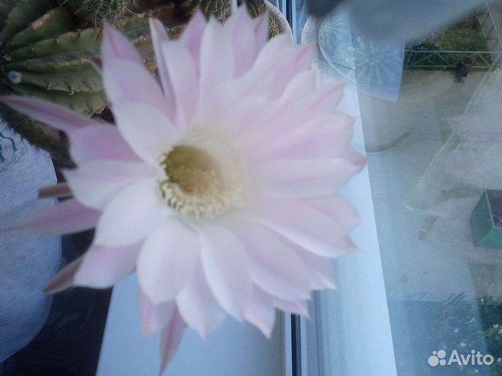 Кактус цветущий