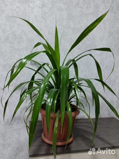 Комнатные цветы панданус