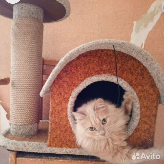 Коты,кошки, котята