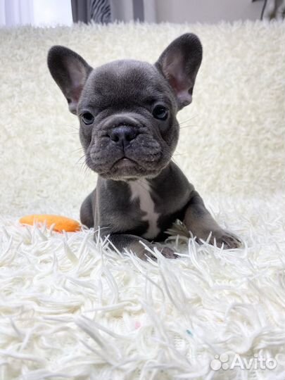 Голубой мальчик французкого бульдога