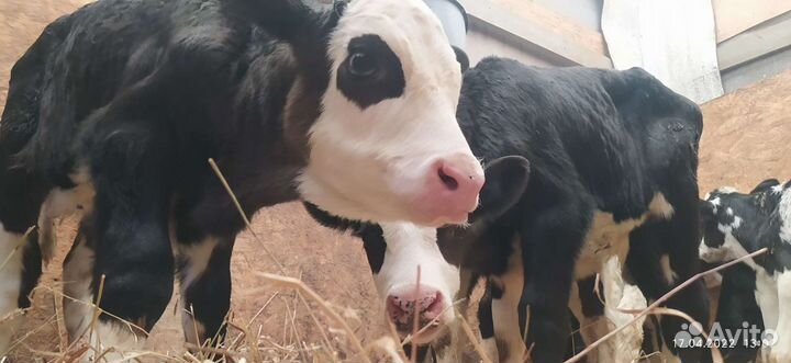 Бычки элитные