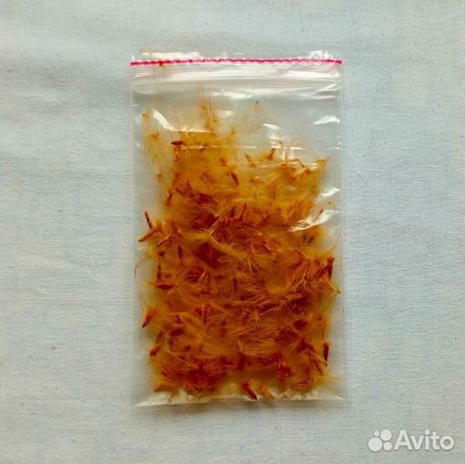 Олеандр, семена