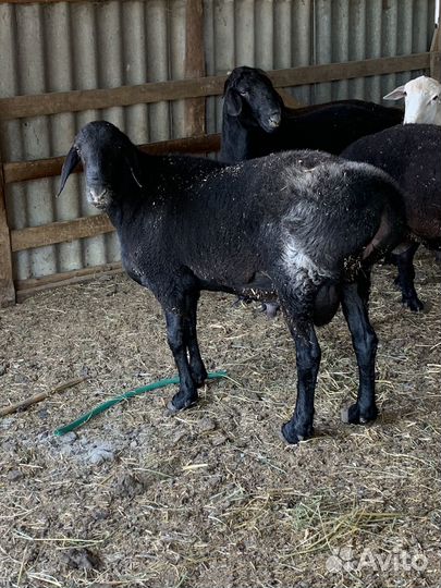 Гисары арашаны Бараны баранчики овцы ягнята