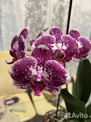 Орхидея фаленопсис
