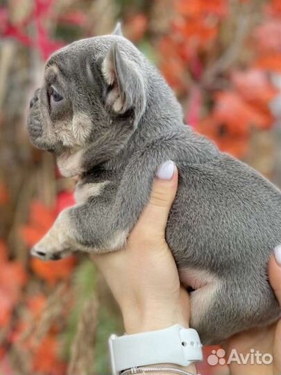 Французский бульдог щенки голубой лиловый