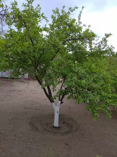 Участок 6 сот. (ИЖС)