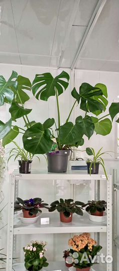 Комнатные растения