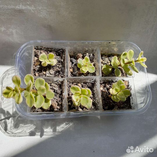 Суккуленты вариегатные