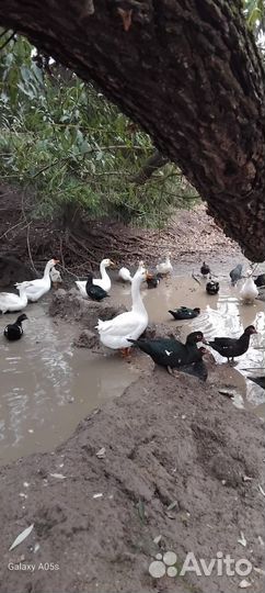 Утки индоутки