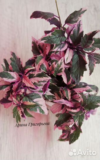 Гинура вариегатная