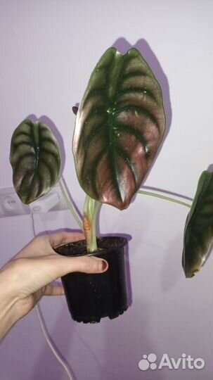 Алоказия медная