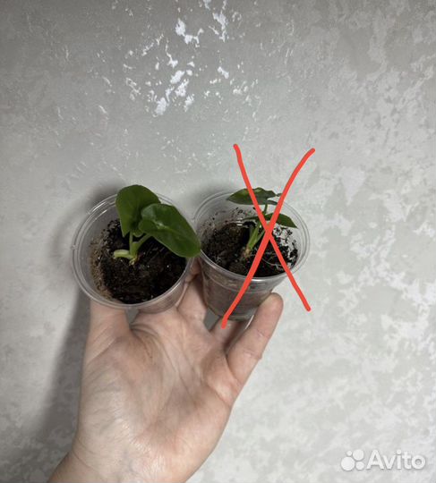 Комнатные растения