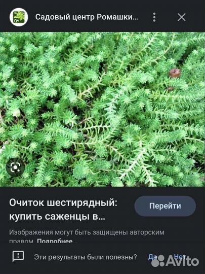 Почвопокровные растения суккуленты