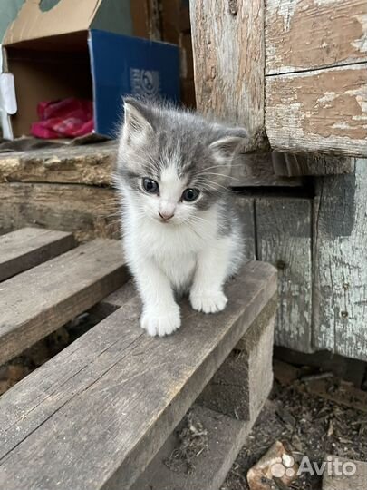 Котенок мальчик в добрые руки
