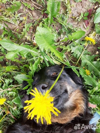 Хитрая Мышка ищет дом