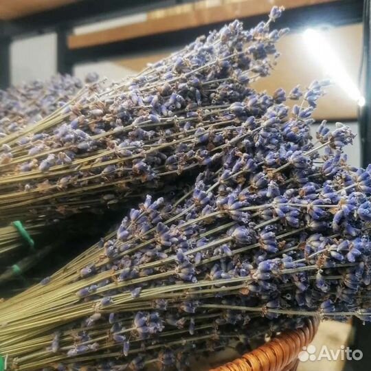 Лаванда сухоцвет