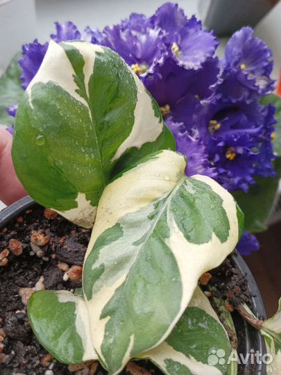 Сциндапсус энджой