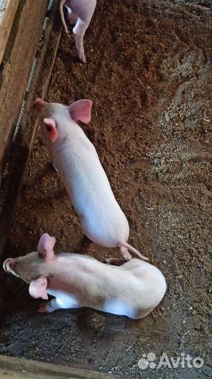 Поросята крупная белая и кармал