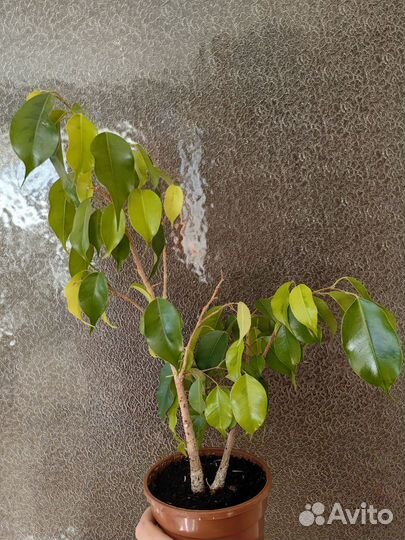 Фикус Бенджамина сорт Наоми голд