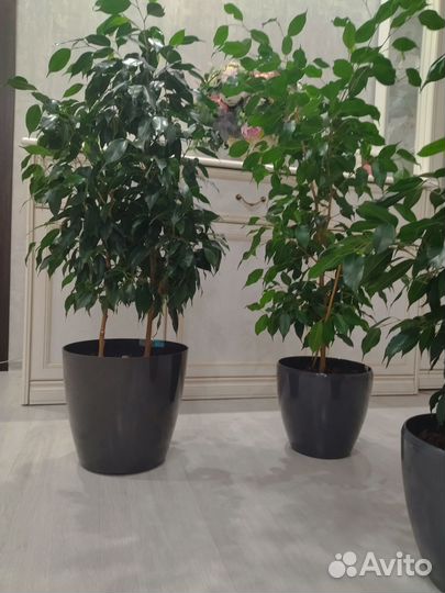 Фикус бенджамина 90-93-65 см