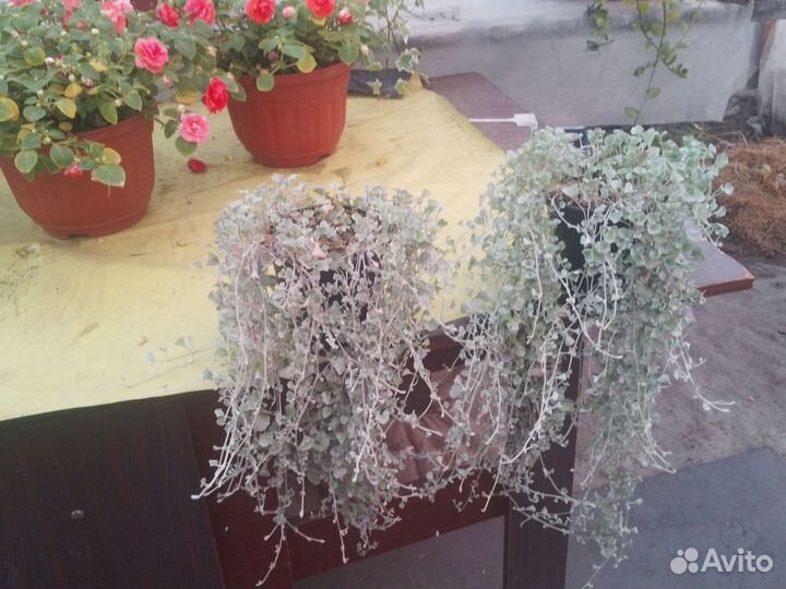 Дихондра серебристая