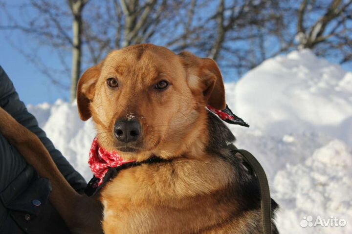 Баффи-чудесная собака для семьи