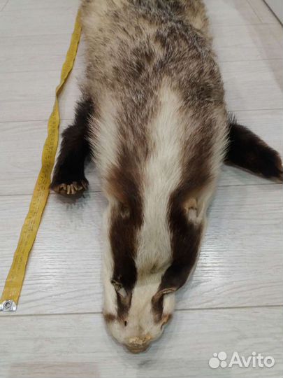 Шкура барсука