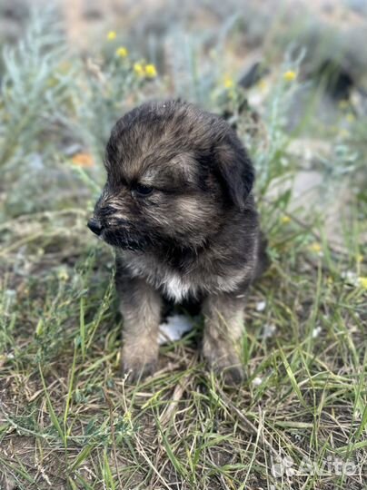 Собака в добрые руки отдам бесплатно