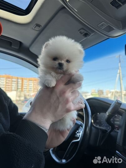 Померанский шпиц