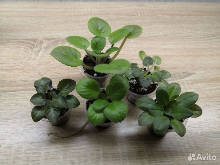 Детки мини и полумини фиалок