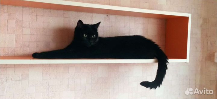 Кошки в хорошие руки