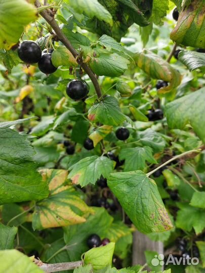 Черная смородина свежая