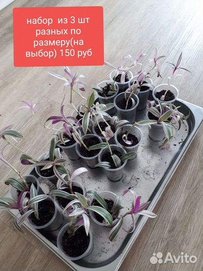 Традесканция зебрина фиолетовая