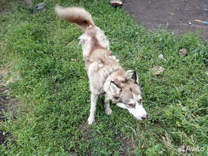 Хаски-девочка в добрые руки