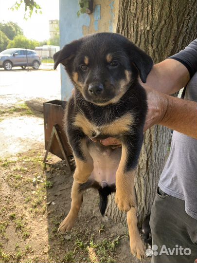 Щенки в добрые руки (девочки)