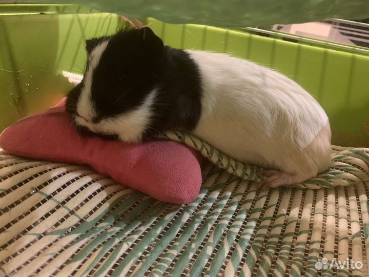 Морские свинки. Работает до21ч. Питомник