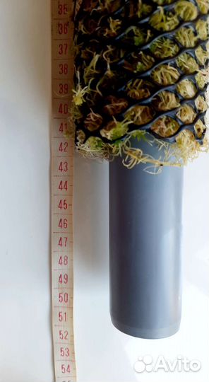 Тотем (опора) из живого мха для комнатных растений