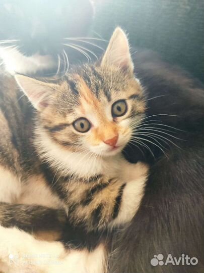 Кошечки крысоловки