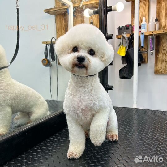 Груминг животных