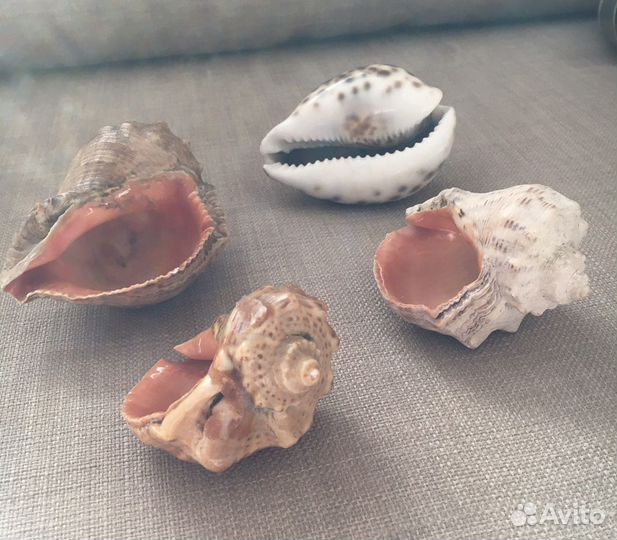 Морские ракушки раковины