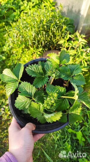 Земклуника Пенелопа