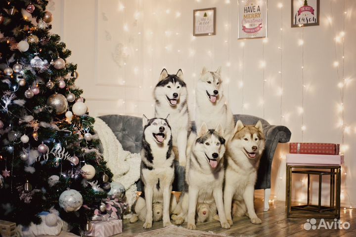 Аренда Сибирских Хаски