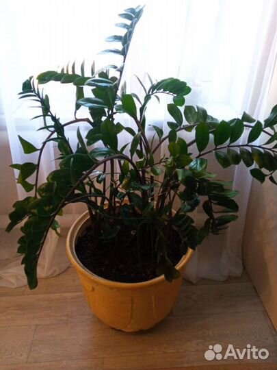 Замиокулькас домашние цветы