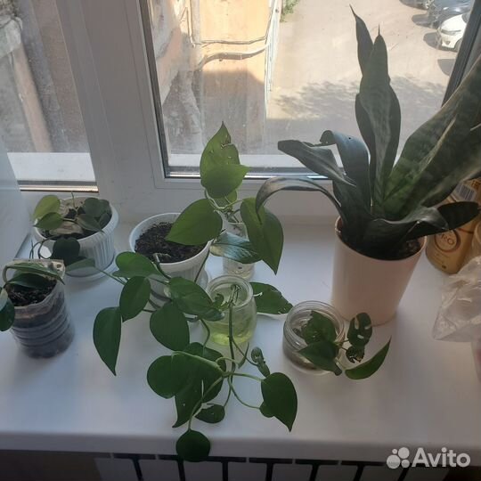 Комнатные цветы