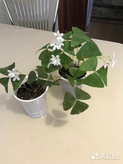 Кислица оксалис