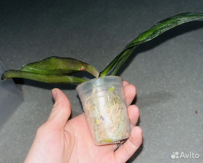 Орхидеи -бабочки : сансет фуллер, тайски анна