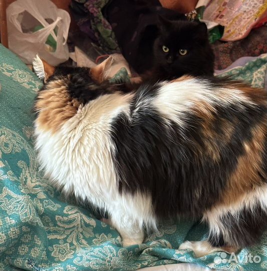 Черный красавец в добрые руки