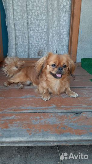 Вязка пекинес